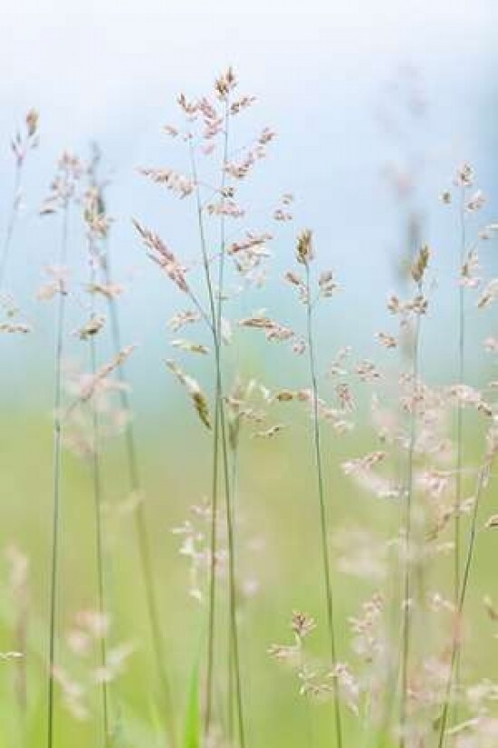 Guillemot Cove Grasses II Poster Print by Kathy Mahan - Item # VARPDXPSMHN438