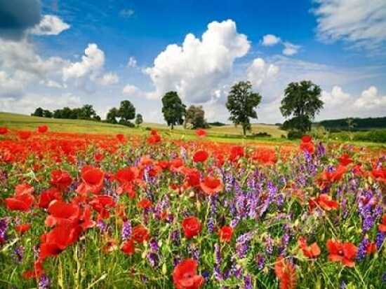 Poppies and vicias in meadow, Mecklenburg Lake District, Germany Poster Print by  Frank Krahmer - Item # VARPDX3FK3169