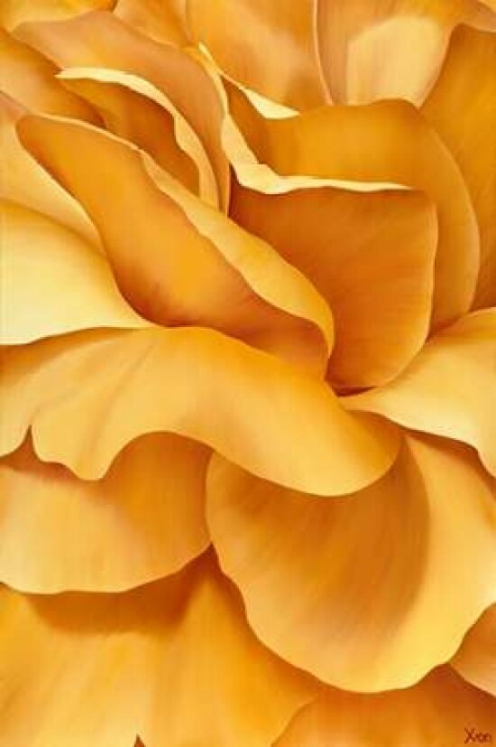 Magnificant Flower I Poster Print by Yvonne Poelstra-Holzhaus - Item # VARPDXGA0100064