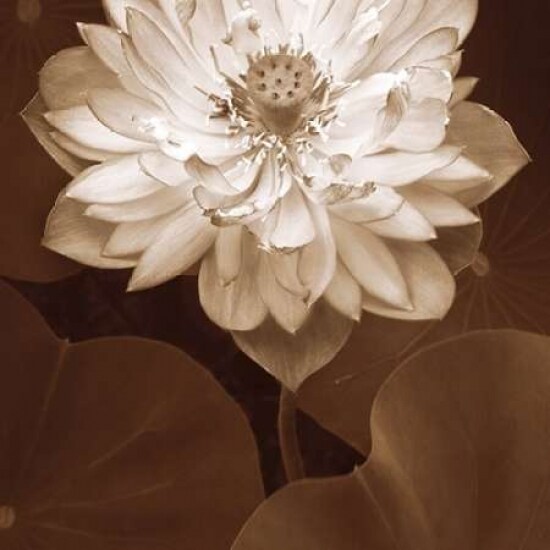 Lotus Welcome Poster Print by Rebecca Swanson - Item # VARPDXS783D