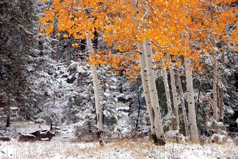 A Little Bit of Winter Poster Print by Mike Jones - Item # VARPDXPOD5767