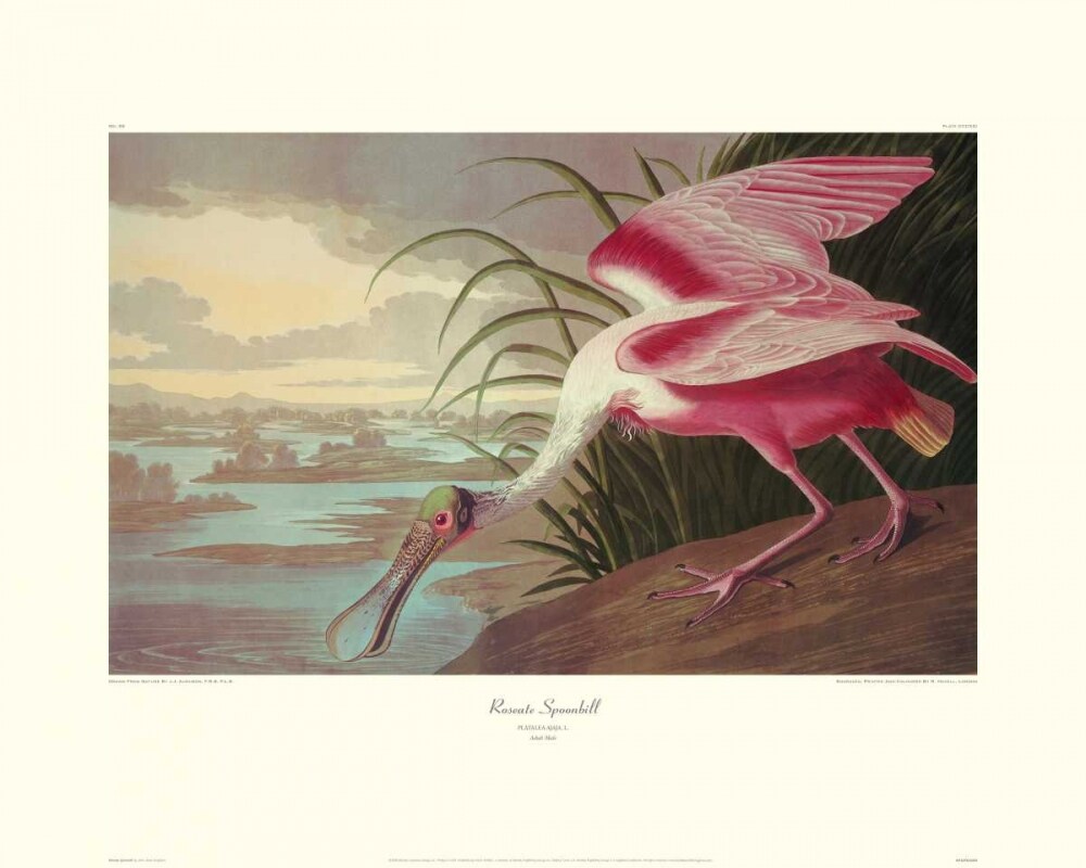 Roseate Spoonbill Poster Print by John James Audubon - Item # VARPDX132752