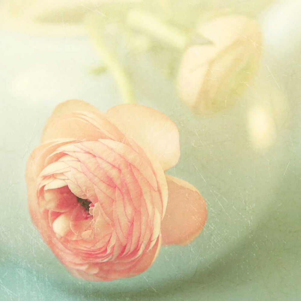Vintage Peony II Poster Print by Sarah Gardner - Item # VARPDX10124A