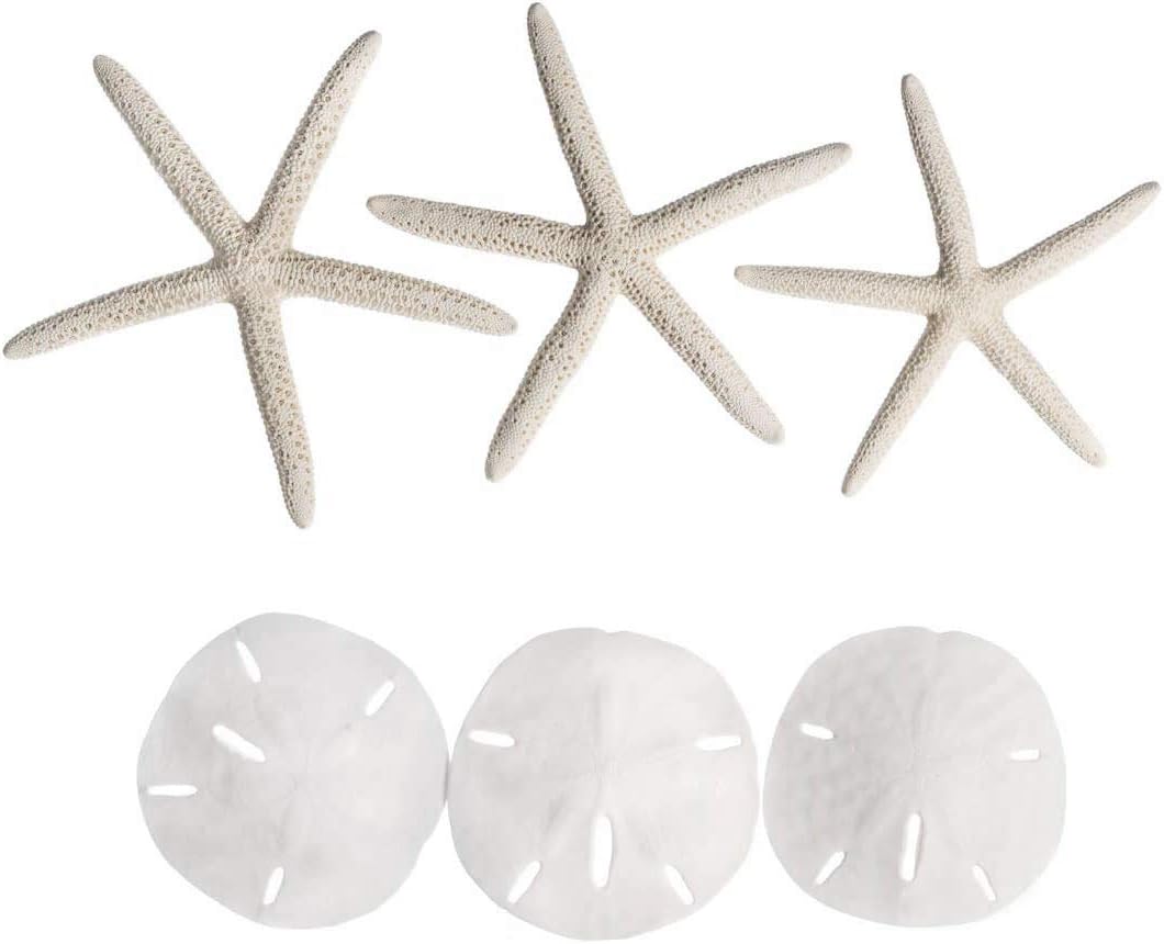 White Finger Starfish and Sand Dollar Collection (3) 4&#x22;-6&#x22; White Finger Starfish and (3) 3&#x22; - 3 1/2&#x22; White Sand Dollars Wedding Seashell Craft 1 Pack