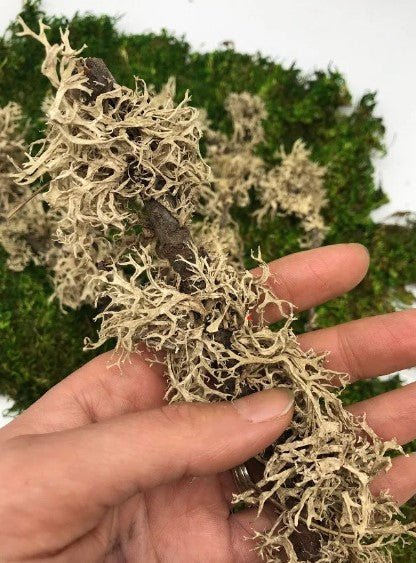MOSS - Natural Lichen Branched Moss on STICKS