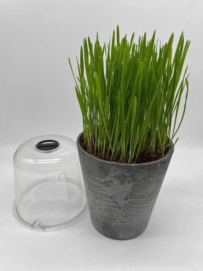 Cat Grass Organic Seed Kit - BEST Ever