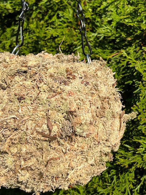 6&#x22; MOSS Hanging Planter -  Ball NATURAL