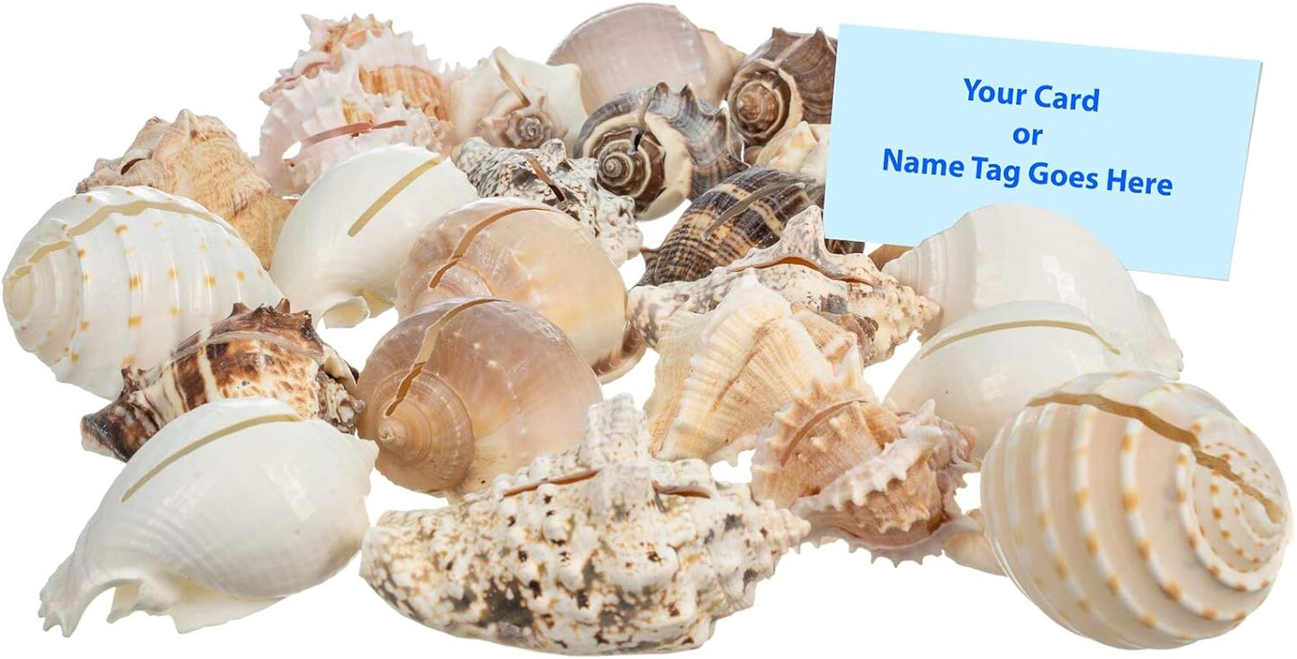 Sea Shell Placecard Holder Set Cut Shells for Beach Wedding Place Cards Shells for Wedding or Event Table D&#xE9;cor