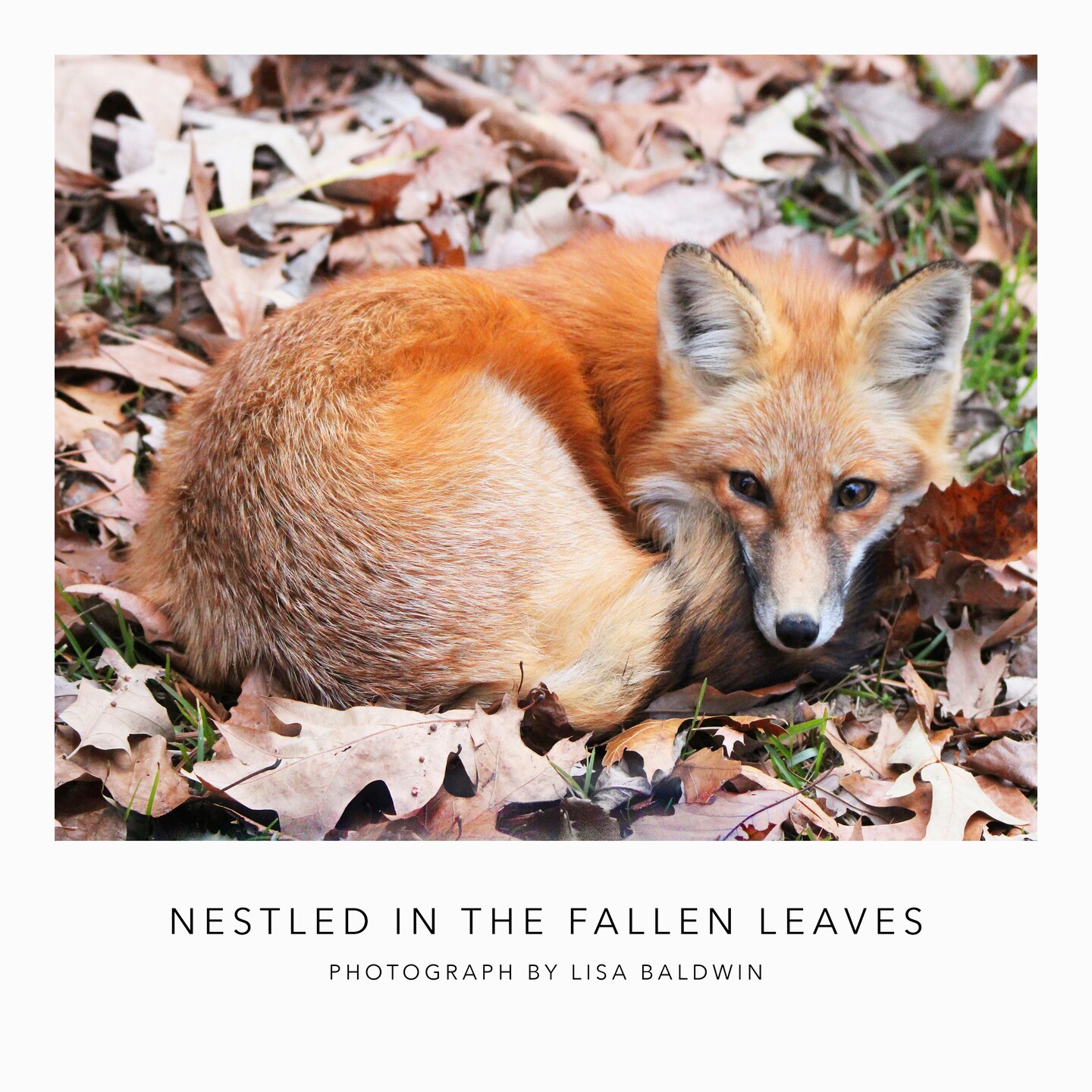 Adorable Fox Curled into a Ball - Woodland Wildlife Photo - Nature Photography
