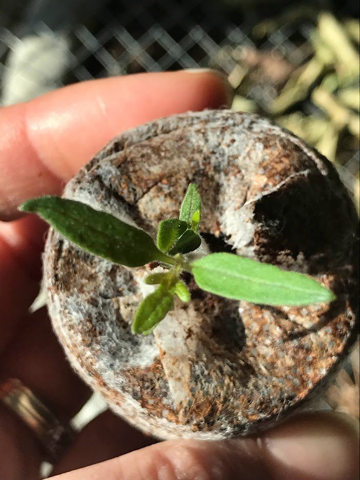 Coconut Coir Soil - Pelleted