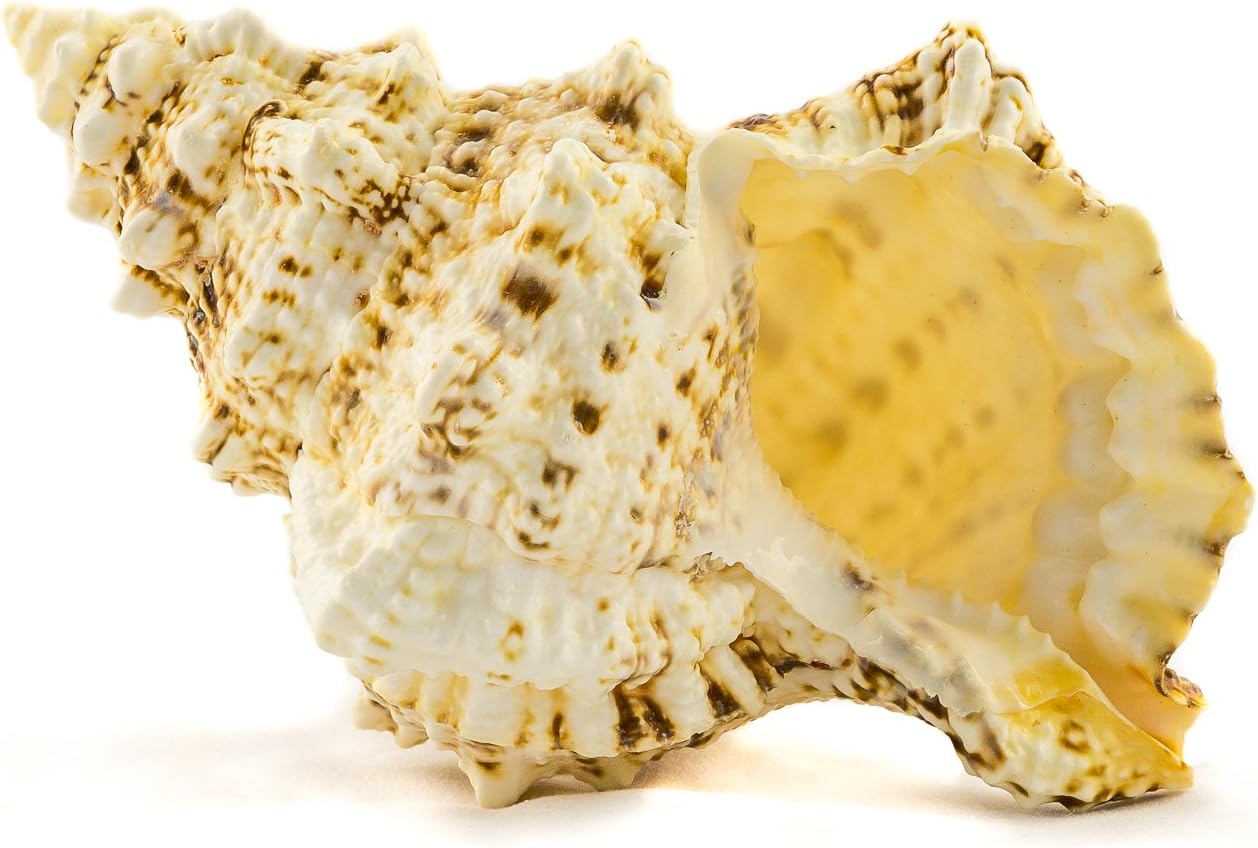 Frog Shell Sea Shell 1 Frog Conch Sea Shell 7&#x22;-8&#x22; Collector Shell Large Sea Shell for Home D&#xE9;cor