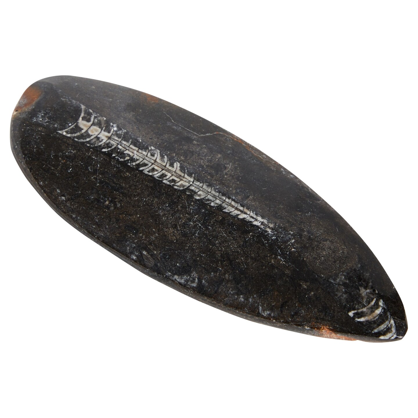 Natural Orthoceras Bone Replica, Calcified Cephalopod Shell from Morocco (5.5-7 In)