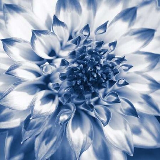 Navy Dahlia 2 Poster Print by Suzanne Foschino - Item # VARPDXZF5SQ004B4