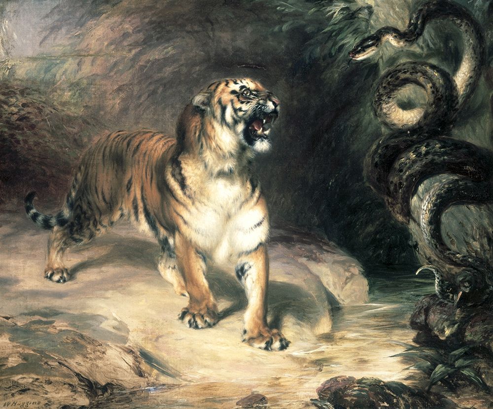 Tiger Confronting a Snake by a Stream Poster Print by William Huggins - Item # VARPDX282225