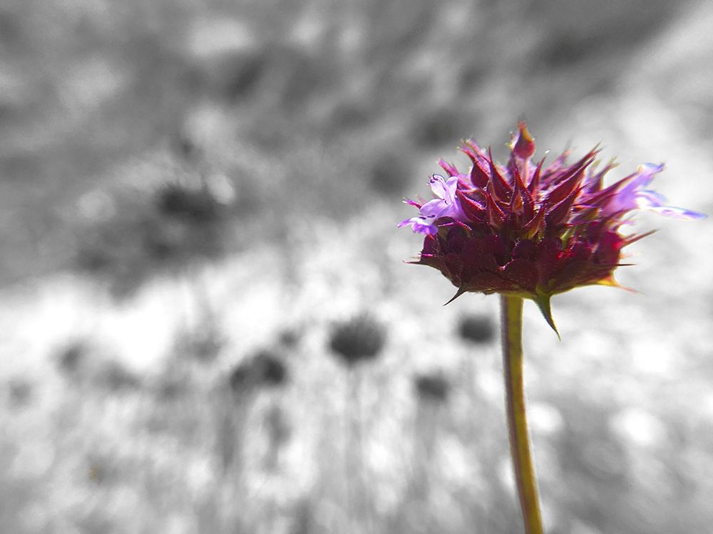 Sage I: BandW Poster Print by Popcorn Popcorn - Item # VARPDXWJTFLO00051