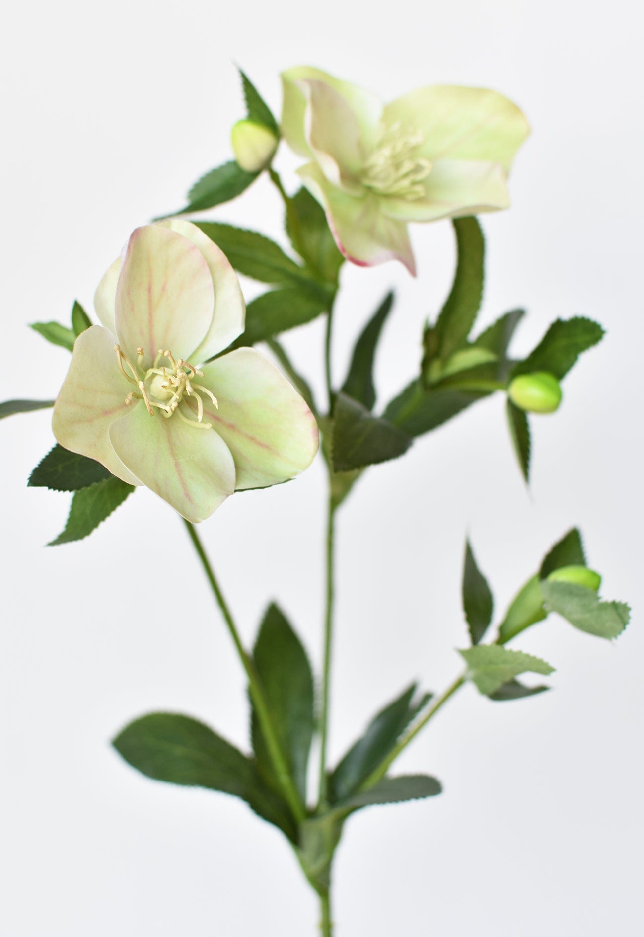 25&#x22; Faux Helleborus Stem Green