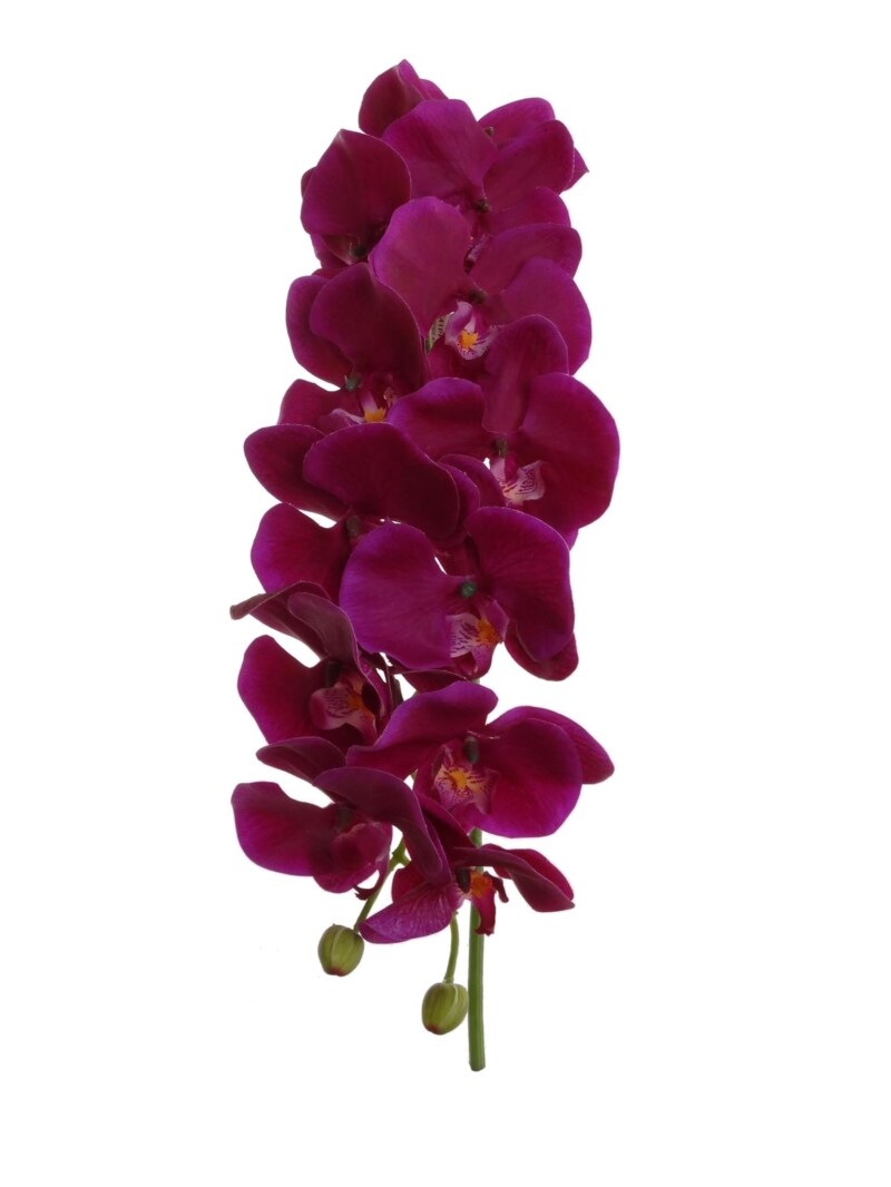 12-Pack: Massive Purple Phalaenopsis Orchid Stem by Floral Home®