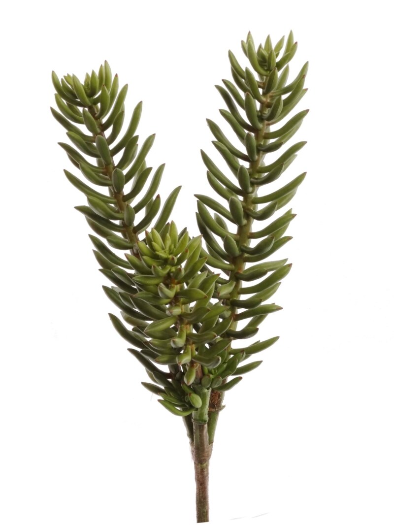 6-Pack: Real Touch Sedum Succulent Spray, 8" Wide, Floral Home by Artificial Flowers