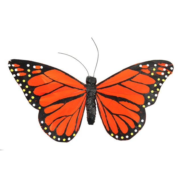 Monarch Butterfly Kit  Glassroom Online Store