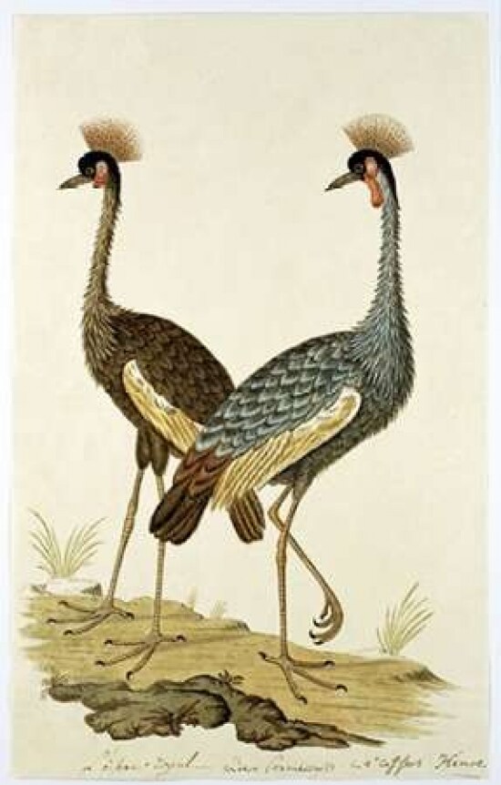 Royal Birds Poster Print by Robert J. Gordon - Item # VARPDXRJG07
