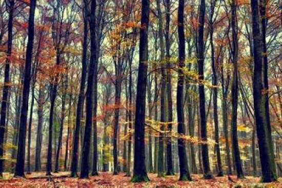 Nature s Palette Poster Print by Lars Van de Goor - Item # VARPDXV565D