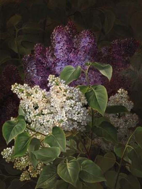 White and violet lilac Poster Print by  Johan Laurentz Jensen - Item # VARPDX3AA3068