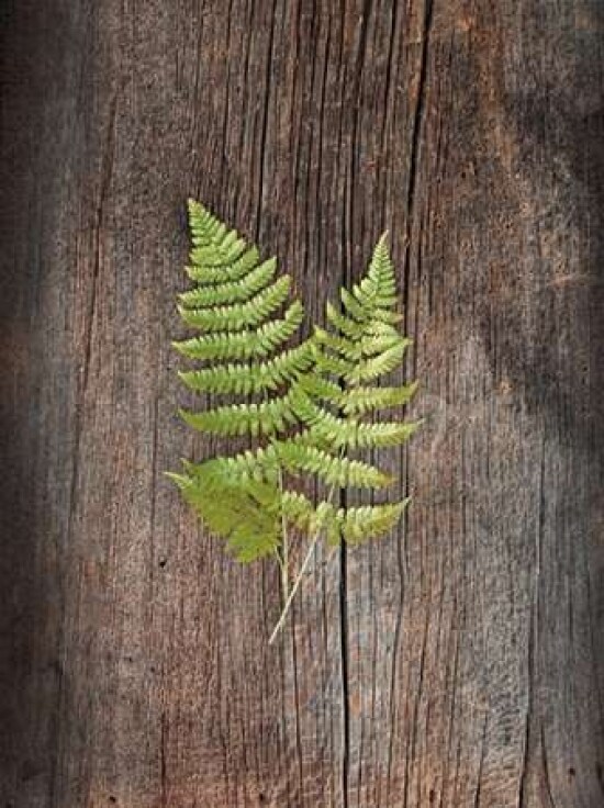 Woodland Fern II Poster Print by Sue Schlabach - Item # VARPDX22496