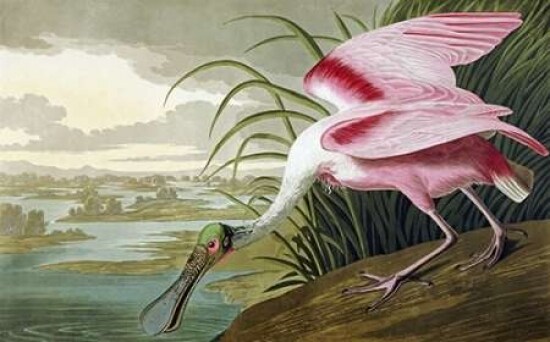Roseate Spoonbill Poster Print by John James Audubon - Item # VARPDX265883