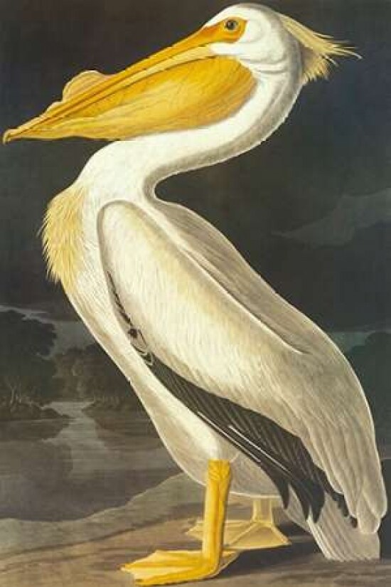 American White Pelican Poster Print by  John James Audubon - Item # VARPDX197767