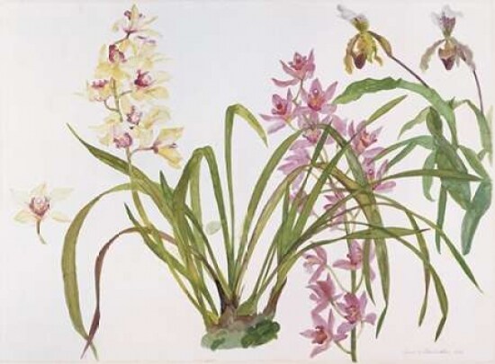 Orchids, Paphiopedilum and Cymbidium Poster Print by Elizabeth Blackadder - Item # VARPDXEBL09