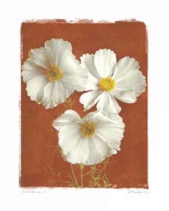 White Cosmos I Poster Print by Amy Melious - Item # VARPDXMEL299