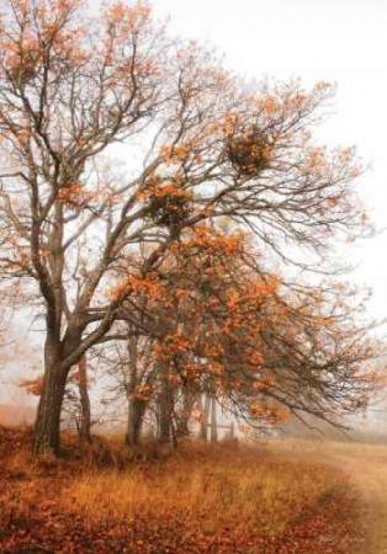 Autumn Lane Poster Print by Vitaly Geyman - Item # VARPDXPSVIT117