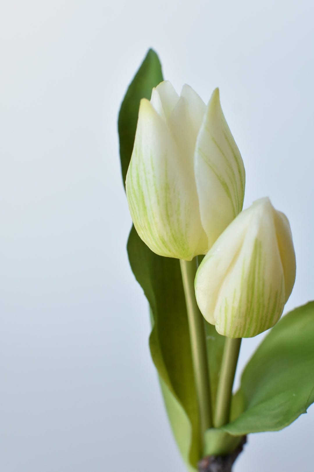 8&#x22; Faux Real Touch White Tulips in Bulb w/pick