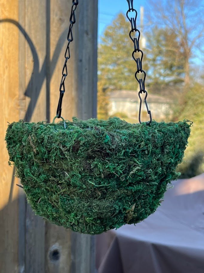 6&#x22; MOSS Hanging Basket - Square Basket
