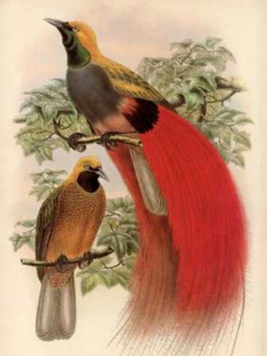 Scarlet Bird of Paradise Poster Print by Alastair Reynolds - Item # VARPDXCC3302