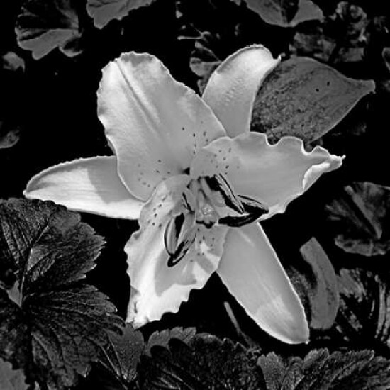 White Lily II Poster Print by Rita Crane - Item # VARPDXPSCRN328