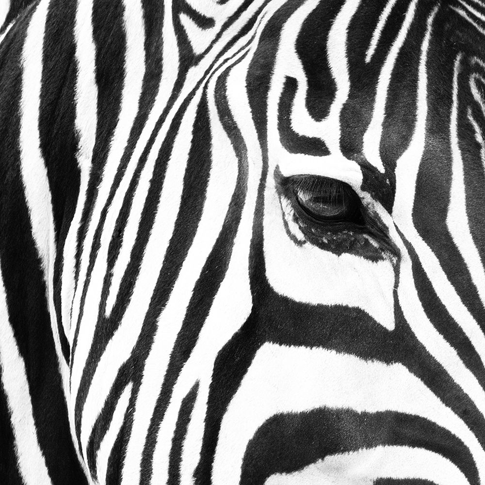 Zebra Up Close Poster Print by Susan Michal - Item # VARPDXRB12537SM