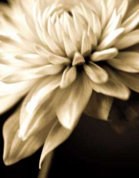 Radiance IV Poster Print by Cinzia Ryan - Item # VARPDX5381
