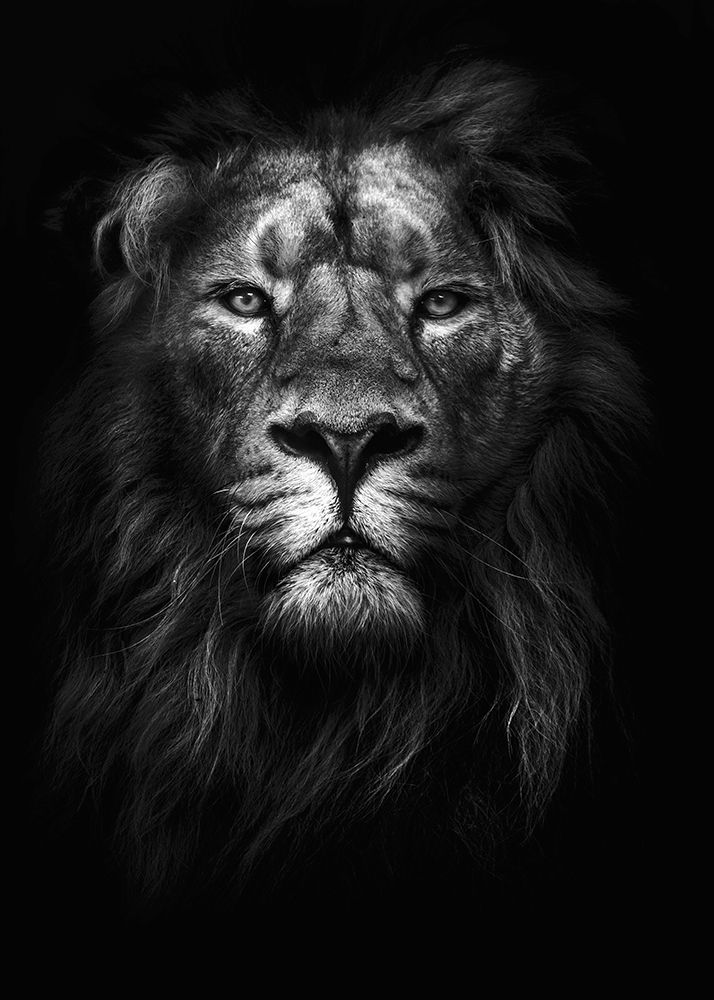 King of Kings Poster Print by Design Fabrikken Design Fabrikken - Item # VARPDXMF969A107