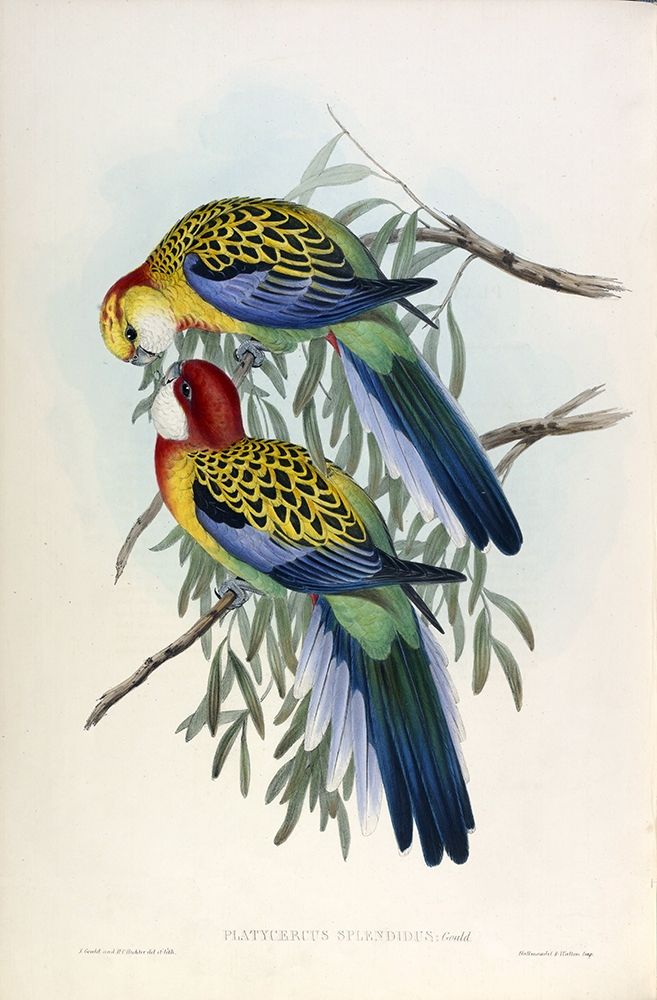 Splendid Parakeet Poster Print by John Gould - Item # VARPDXJGA17