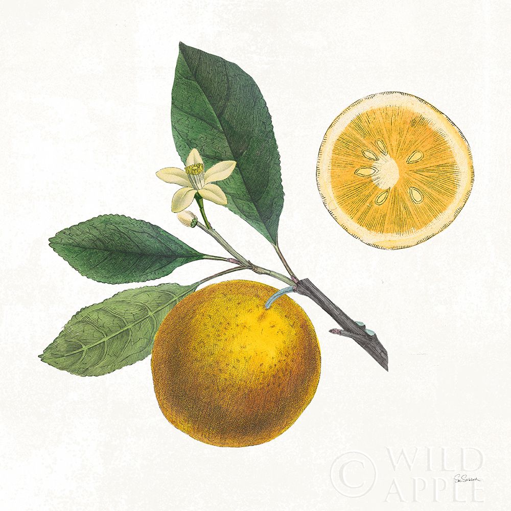 Classic Citrus II Poster Print by Sue Schlabach # 32040