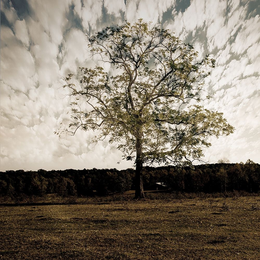 Evening Calm 2 Poster Print by Sheldon Lewis - Item # VARPDXSLBSQ699B