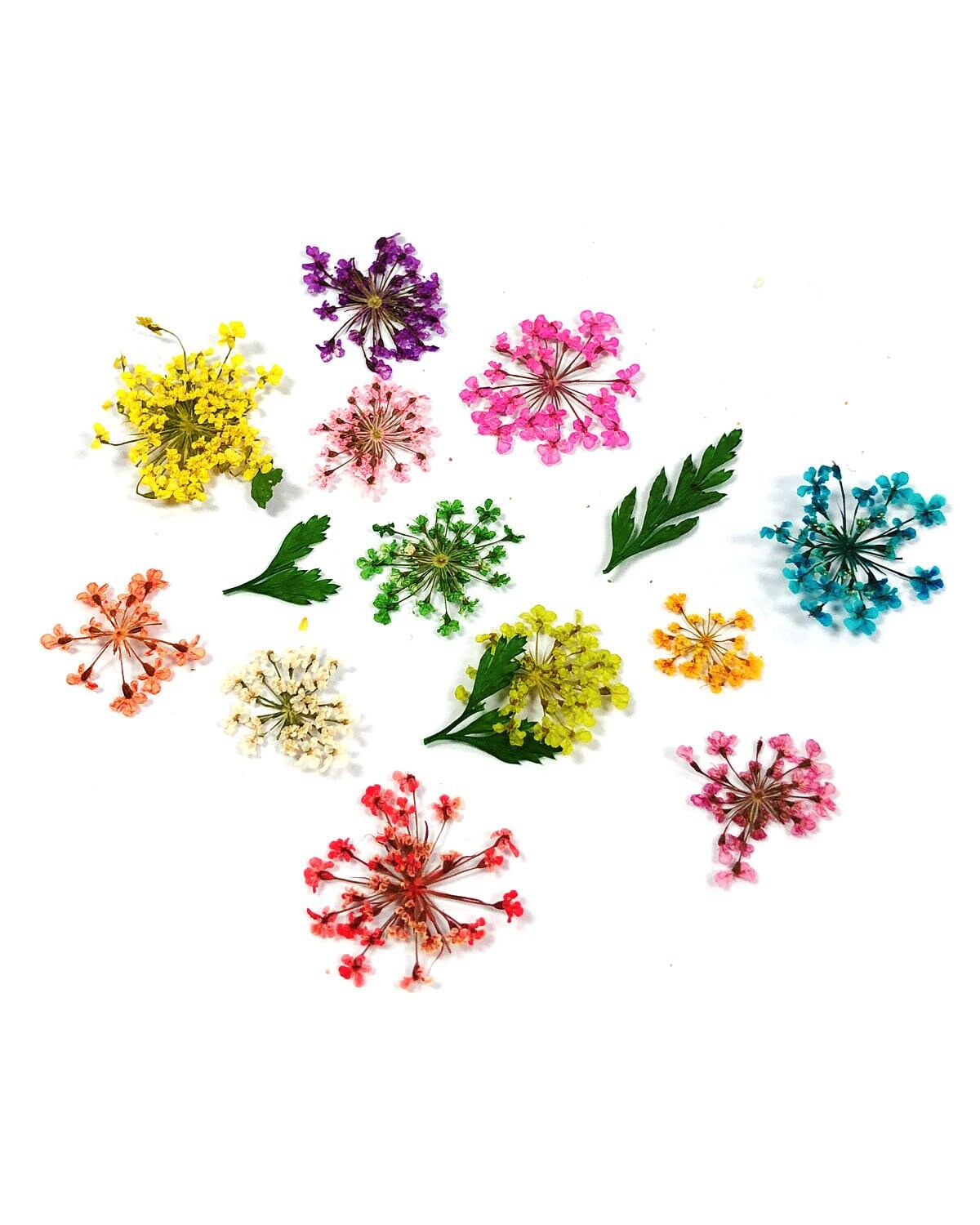 Wrapables Real Dry Flowers Nail Art 3d Flower Nail Decals Nail Manicure with Plastic Case (Set of 12), Sprig