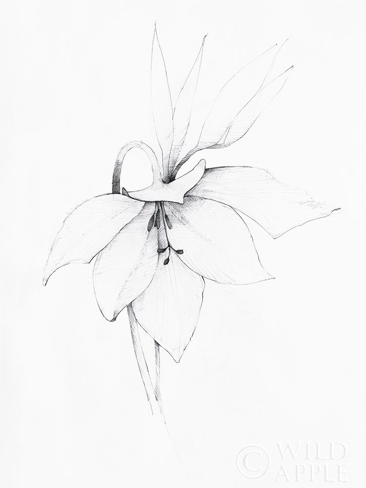 Graphite Floral III Poster Print by Avery Tillmon - Item # VARPDX49677