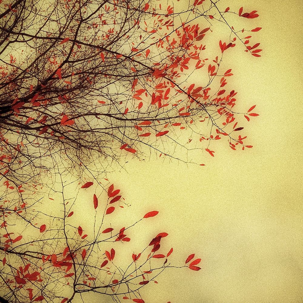 Autumn Red and Gold 1 Poster Print by Dianne Poinski - Item # VARPDXQPDSQ5001