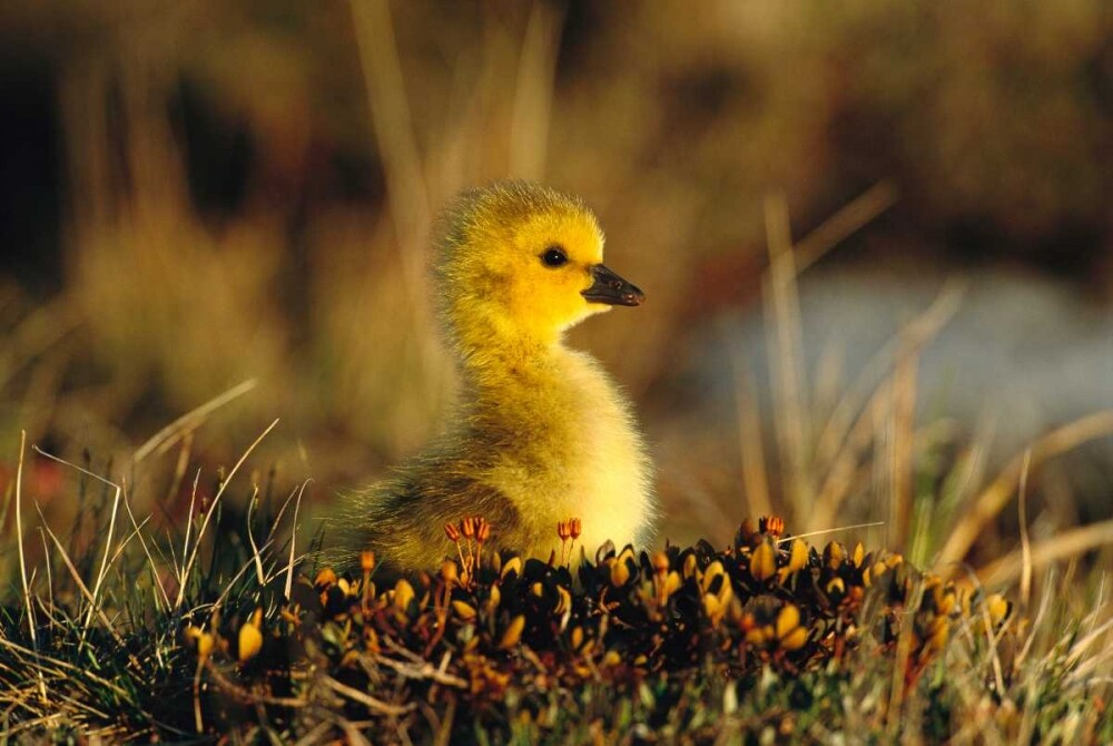 Canada Goose gosling, Churchill, Manitoba, Canada Poster Print by Tom Vezo - Item # VARPDX453276