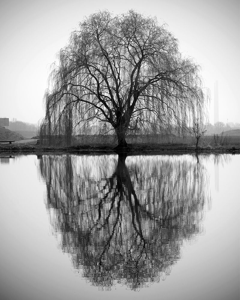 Majestic Willow Poster Print by Anonymous Anonymous - Item # VARPDXFAF458