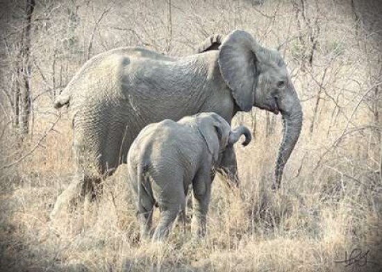 Elephants Poster Print by Helene Sobol - Item # VARPDXS1429D