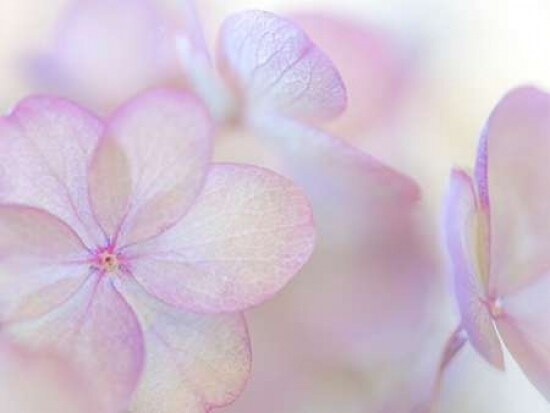 Pink Diamond III Poster Print by Kathy Mahan - Item # VARPDXPSMHN619