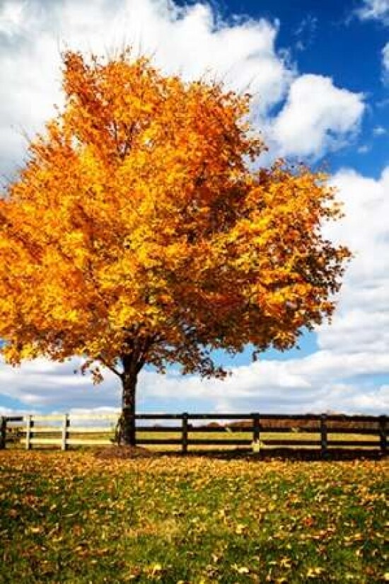 Trees of Gold II Poster Print by Alan Hausenflock - Item # VARPDXPSHSF2064